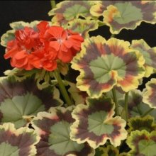 Geranium Fancy Mrs Pollock Picture of Geranium Fancy Mrs Pollock (10105)