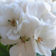 Picture of Geranium Glacis (6138)