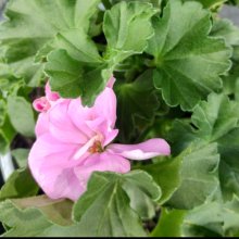 Geranium Greta Picture of Geranium Greta (30771)