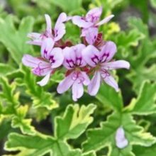 Picture of Geranium Lady Plymouth Rose Mint (10557)