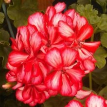 Geranium Mexica Ruby Picture of Geranium Mexica Ruby (11171)