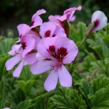 Picture of Geranium Orange Fizz (10553)