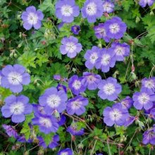 Picture of Geranium Rozanne (7535)