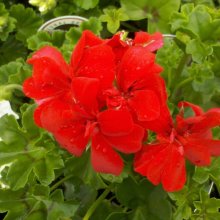 Geranium Ruby Picture of Geranium Ruby (7448)