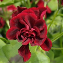 Geranium Sally Picture of Geranium Sally (6886)