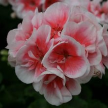 Picture of Geranium Salmon Queen (10722)