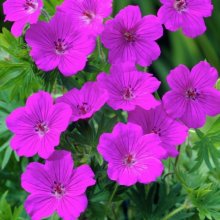 Picture of Geranium Tiny Monster (10541)