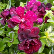 Picture of Geranium Tomcat (6238)