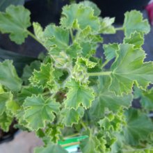 Picture of Geranium Torento (30117)