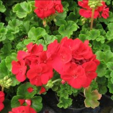 Picture of Geranium Victor (6141)