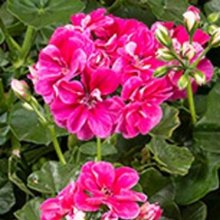 Geranium Vintage Rose Picture of Geranium Vintage Rose (28849)