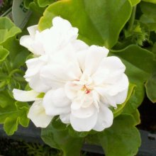 Geranium White Pearl Picture of Geranium White Pearl (7445)