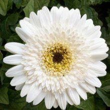 Picture of Gerbera Florist Patio Acadia (7978)