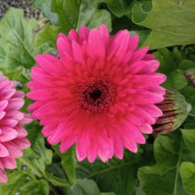 Picture of Gerbera Florist Patio Daintree (30142)