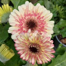 Picture of Gerbera Florist Patio Karoo (10198)