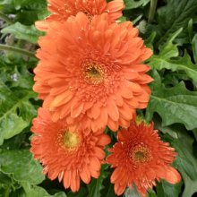 Picture of Gerbera Florist Patio Orange Country (30143)