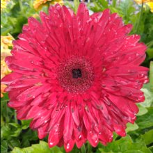 Picture of Gerbera Florist Patio Painted Desert (28976)