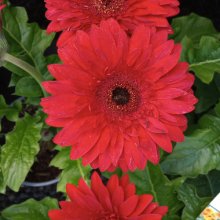 Picture of Gerbera Florist Patio Pinnacles (28977)