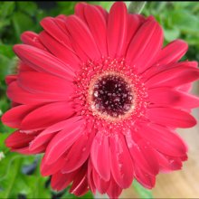 Picture of Gerbera Florist Patio Yosemite (28978)