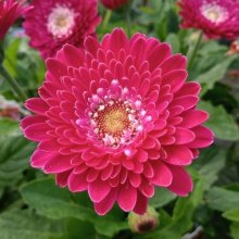 Picture of Gerbera Garvinea Femmy (29700)
