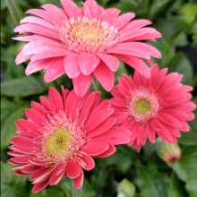 Gerbera Garvinea Sweet Heart Picture of Gerbera Garvinea Sweet Heart (28954)