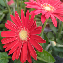 Gerbera Garvinea Sweet Love Picture of Gerbera Garvinea Sweet Love (11699)