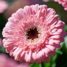 Gerbera Garvinea Sweet Pastry Picture of Gerbera Garvinea Sweet Pastry (31175)