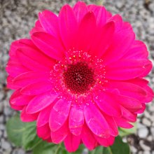 Picture of Gerbera Garvinea Sweet Sparkle (29638)