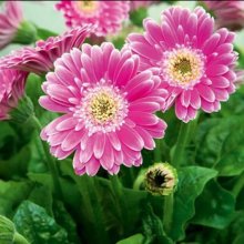Picture of Gerbera Garvinea Sweet Surprise (10078)