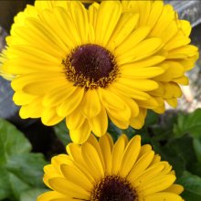 Picture of Gerbera Garvinea Sweet Vibe (30457)