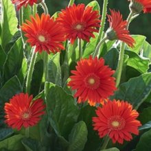 Gerbera Garvinea Sweet Love Picture of Gerbera Garvinea Sweet Love (11699)
