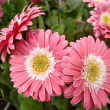 Gerbera garvinea Sweet Memories Picture of Gerbera garvinea Sweet Memories (11153)
