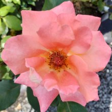 Gertrud Schweitzer-Rose Picture of Gertrud Schweitzer-Rose (30598)
