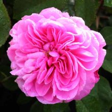 Gertrude Jekyl Std 80cm-Rose Picture of Gertrude Jekyl Std 80cm-Rose (2129)