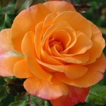 Ginger Kisses Std 80cm-Rose Picture of Ginger Kisses Std 80cm-Rose (8428)