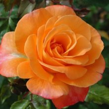 Ginger Kisses-Rose Picture of Ginger Kisses-Rose (7998)