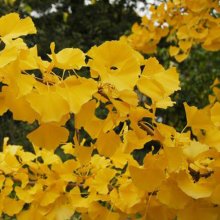 Picture of Ginkgo Autumn Gold (2142)
