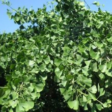 Picture of Ginkgo Biloba Pendula (9560)