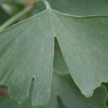 Picture of Ginkgo Biloba (2140)