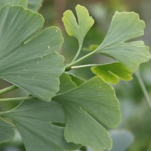 Picture of Ginkgo Fastigiata (2143)