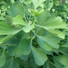Picture of Ginkgo Jade Butterflies (2144)
