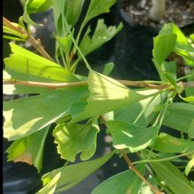 Picture of Ginkgo Little Weeper (8760)