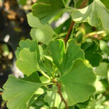 Picture of Ginkgo Ming Princess (6364)