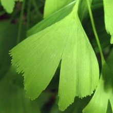 Picture of Ginkgo Saratoga (2141)