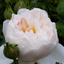 Glamis Castle Std 80cm-Rose Picture of Glamis Castle Std 80cm-Rose (2147)