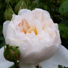 Glamis Castle-Rose Picture of Glamis Castle-Rose (2146)