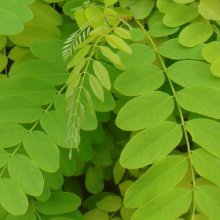 Gleditsia Limelight Picture of Gleditsia Limelight (8700)