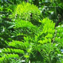 Gleditsia Skyline Picture of Gleditsia Skyline (2149)