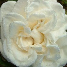Picture of Gloire Lyonnaise-Rose (2155)