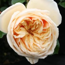 Picture of Gloire de Dijon Clg-Rose (2154)